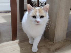 Tjure wünscht sich ein glückliches Katzenleben!