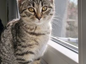 Bkh (5monate) weiblich