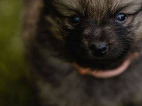 Mittelspitzwelpen aus Familienzucht