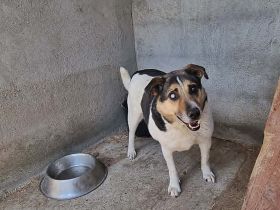 Leo 3, sucht einen Gnadenplatz