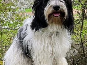 Von den Freistetter-Wölfchen