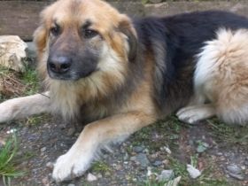 Neuanfang für den liebenswerten Joschi gesucht