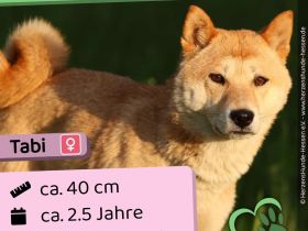 Tabi - aktiv, verspielt auf PS in Dessau-Roßlau