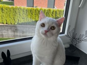 Wunderschöner BKH Katerchen