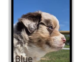 ❤️Wunderschöne Australian Shepherd Welpen - ASCA ❤️