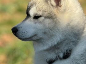 Ein sehr schöner Hündin