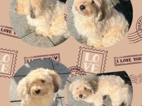 The Diamonds of Phoenix