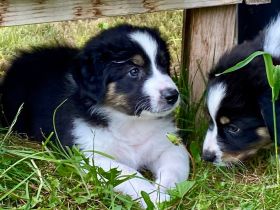 Wunderschöne Australian Shepherd Welpen aus liebevoller Familienaufzucht