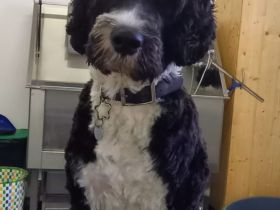 Deckrüde Portugiesischer Wasserhund