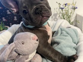 Französische Bulldogwelpen