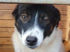 Bran, freundlicher Kerl, der ein bißchen Zeit braucht, 1 Jahr, 48 cm