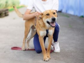 Hübscher Rüde Bernstein