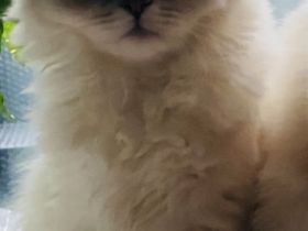 Perser mix  ( Bkh  )