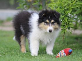 Colliewelpen Rüden in tricolour und dark sable