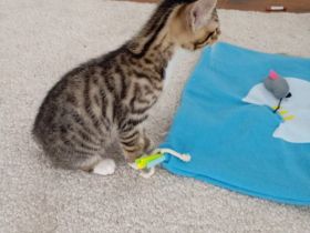 Süsse Bengale mix Kätzchen