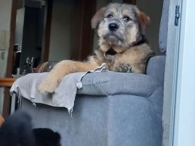 Mausi sucht ihr Sofa