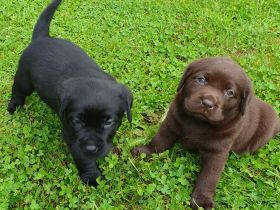 Süße Labradorwelpen aus Liebhaberzucht suchen ein neues Zuhause