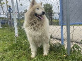 Über Goose – der vergessene