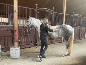 Tierheilpraxis Naturtalente Tierheilpraktiker Bioresonanz Akupunktur Jena Weimar Erfurt Gera