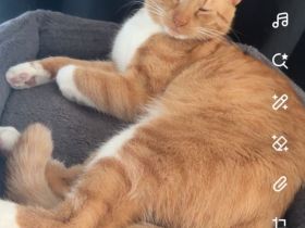 Kater zu verschenken