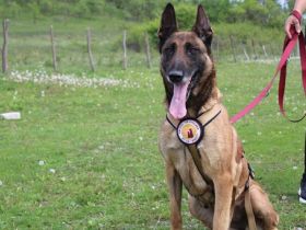 Akira - loyal, intelligent und voller Energie