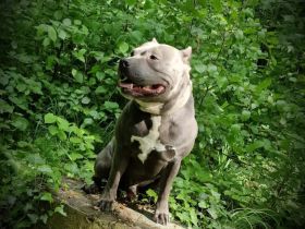 American Bully Deckrüde
