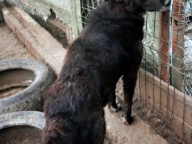 Karla wartet sehnsüchtig auf ihre Menschen für immer.