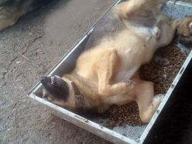 Kim sucht ein Zuhause für immer – ein besonderer Senior mit großem Herz