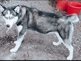 Kira Catea – Ein Herz voller Hoffnung