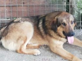 Und hier kommt KLAUSI – ein Rohdiamant, der nur darauf wartet, zu strahlen!