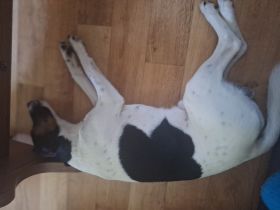 Terrier zu verkaufen