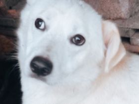 Kosmo - Ein liebevoller Hund auf der Suche nach einem Zuhause