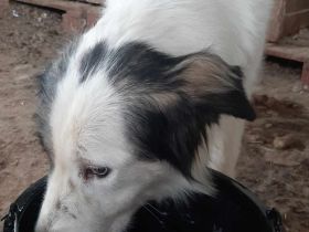 Lambada – Ein Herz voller Liebe sucht ein Zuhause!