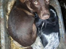 Lambi sucht sein Für-immer-Zuhause!