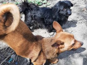 Leonie und Lillyfee – Zwei kleine Schätze suchen ein liebevolles Zuhause