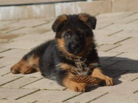 Verkaufe süße DSH Welpen