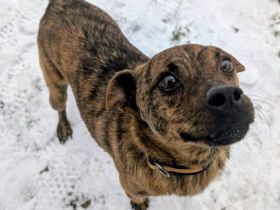 Einfühlsames Zuhause für Tobi gesucht