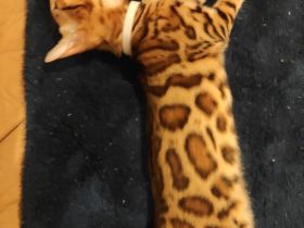 Wunderschöne Bengalkitten - Brown Rosetted - liebevolle Hobbyaufzucht