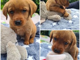 Zuckersüße Labradorwelpen, foxred