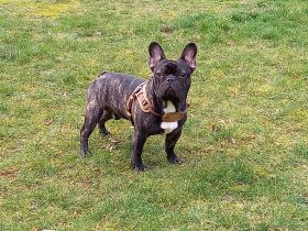 Französische Bulldogge - Deckrüde