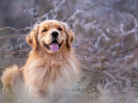 Golden Retriever Deckrüde ( Amerikanische Linie)