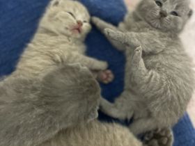 Bkh Kitten aus wunderschönem Wurf