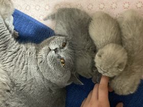 Bkh Kitten aus wunderschönem Wurf