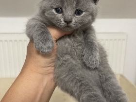 Bkh Kitten aus wunderschönem Wurf