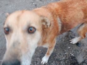 Lilo sucht ein Zuhause