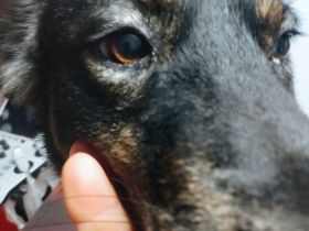 Linus wartet auf dich.