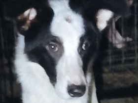 Wer schenkt Lio-Lee ein Zuhause?