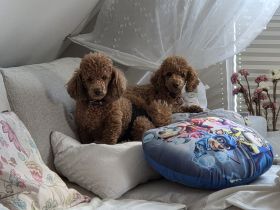 Toypudel Welpen Rot/Fawn