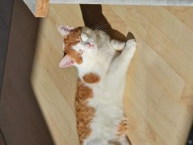 Europäischer kurzhaar kater