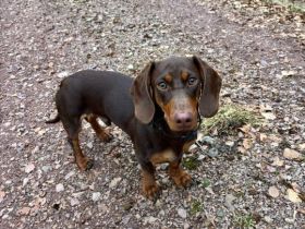 Dackel Deckrüde chocolate tan